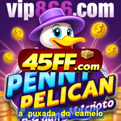 a puxada do camelo no jogo do bicho